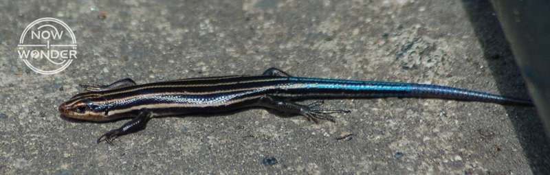 Juvenile Five-lined Skink showing main black body coloring, pale striped running lengthwise from head to tail and long, bright blue tail.