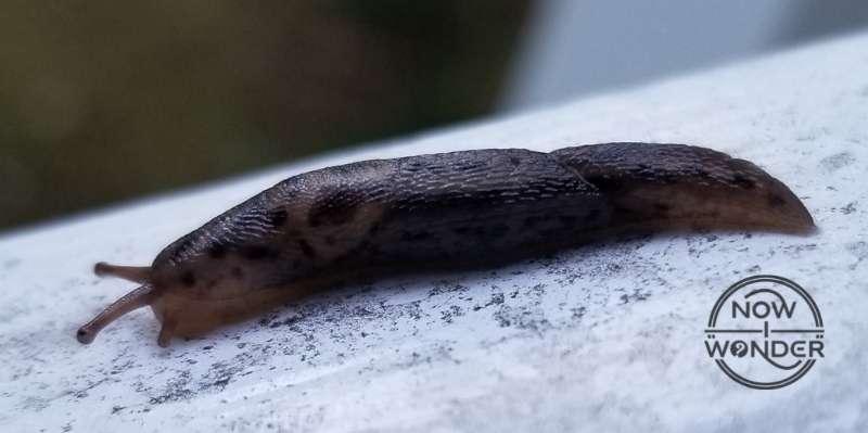 Image shows the left side of a young Leopard Slug (Limax maximus) and the pair of long tentacles that hold its two eyes.