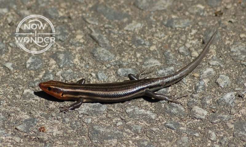 Male Five-lined Skink (Plestiodon fasciatus) with short replacement tail; scarring at the base of tail shows the point at which the original tail was broken away.