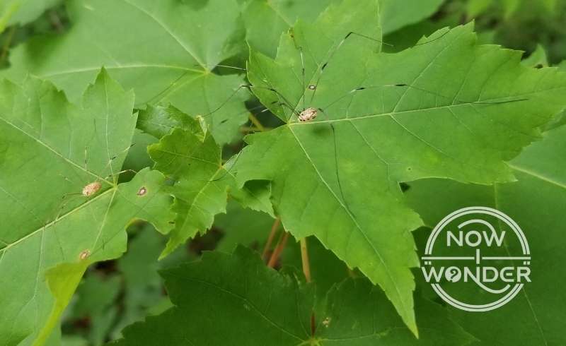 Two Opilionid daddy long leg spiders - one large, one small - in close proximity on bright green maple leaves.