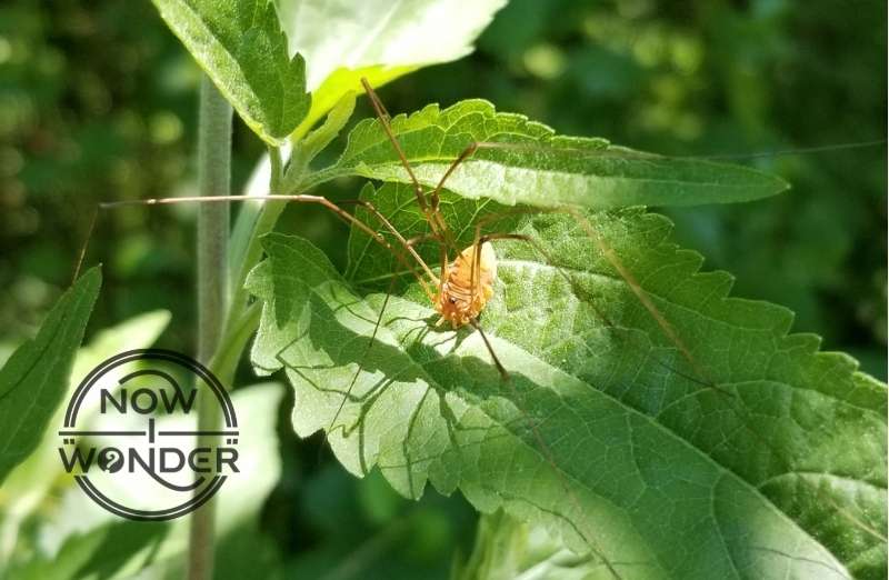 Opilionid daddy long legs standing in sun on a green leaf.