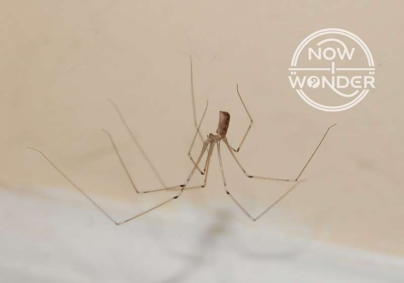 Pholcid "cellar spider" daddy long legs spider hanging upside down in web. Body segments are clearly separated by a pedicle or "waist". Eight legs are long, very thin, and have multiple segments.