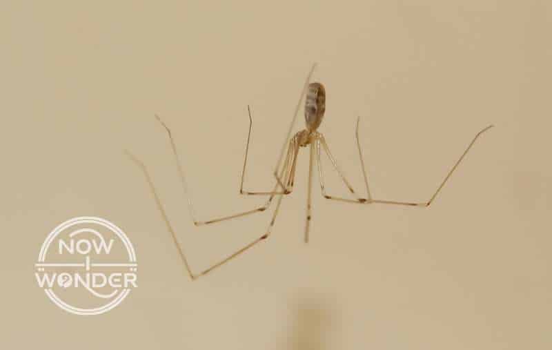 Pholcid "cellar spider" daddy long legs spider handing upside down in invisible web.