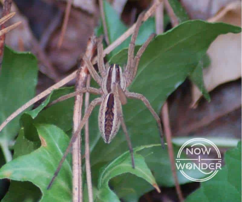 Close-up of Rabid Wolf Spider (Rabidosa rabida) perched with legs draped over English Ivy vines.