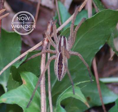 What are wolf spiders?