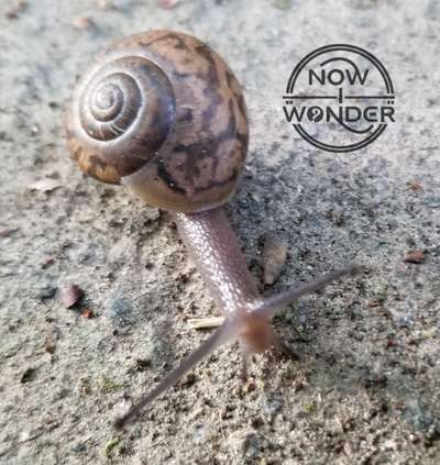 Slugs vs. Snails