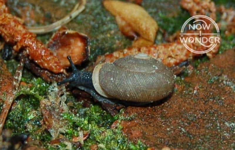 Tiny snail; black body with extended eye tentacles and brown shell taken from above.