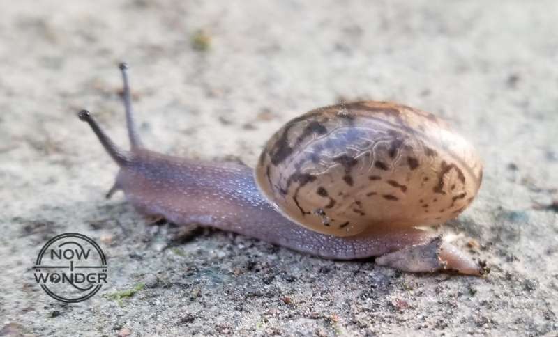 Image shows the left side of a snail. The shell is smooth and lacks the characteristic spiral found on the right side of the shell.