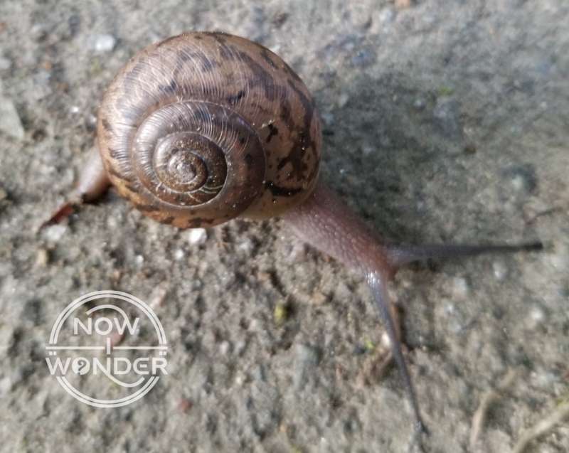 Image shows the right side of an unknown species of snail and the characteristic spiral pattern of the shell.