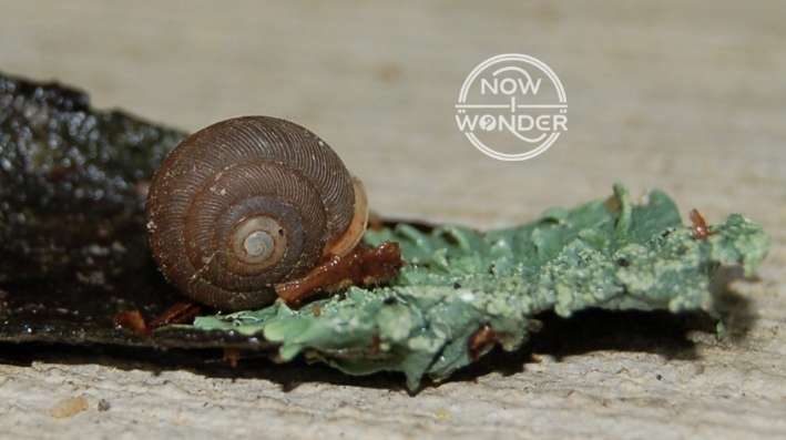 Brown snail shell; snail is retracted inside and not visible. Shell is resting on a piece of lichen-covered bark.