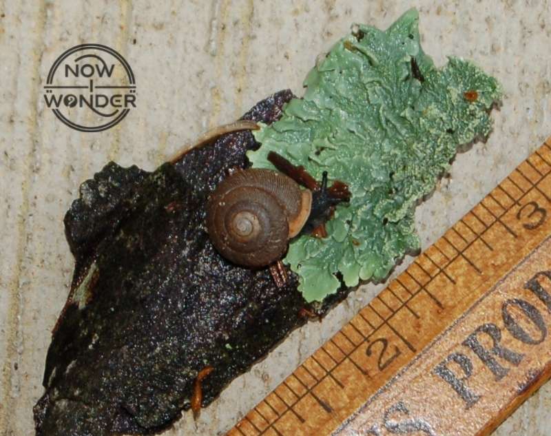 Tiny black snail crawling across a piece of lichen-covered bark with wooden ruler for scale.