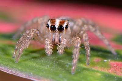 Jumping Spiders #1 – An Introduction