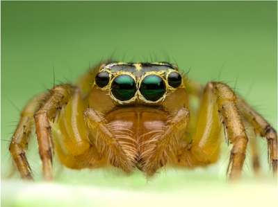 Jumping Spiders #2 – A Look At Their Incredible Vision