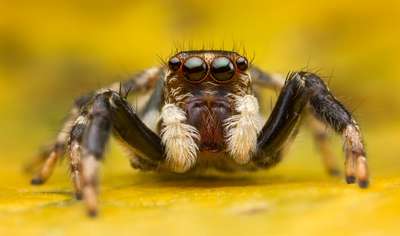 Jumping Spiders #3 – A Detailed Look At A Special Skill: Jumping