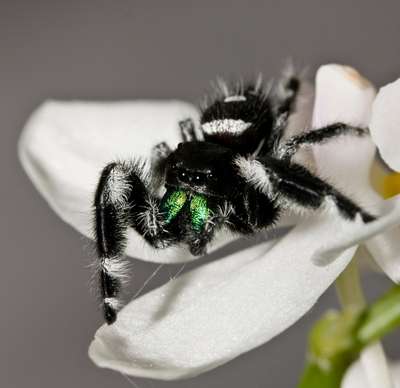 What eats jumping spiders?