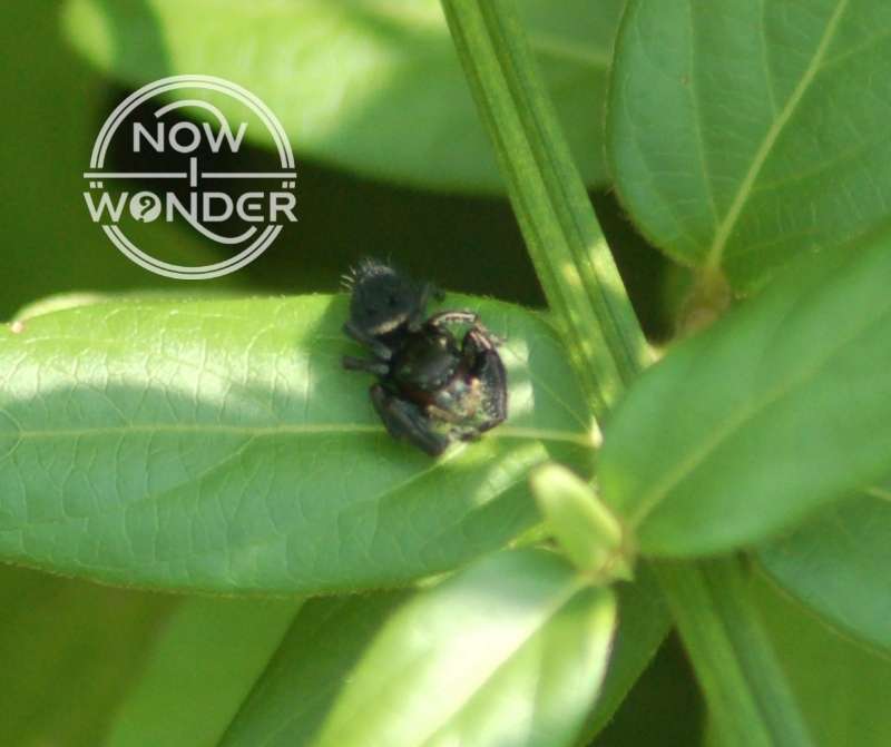 An unknown species of salticid jumping spider, possibly a Phidippus audax (bold jumper) standing on a leaf.