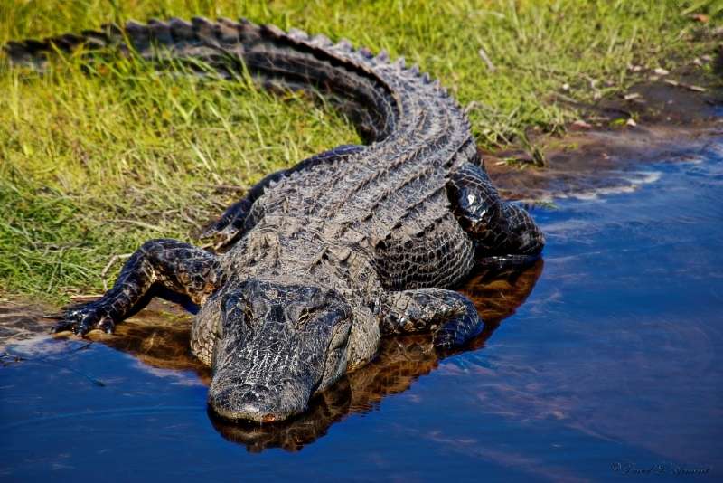 American alligator (Alligator mississippiensis) - Canva - Courtesy of David Arment