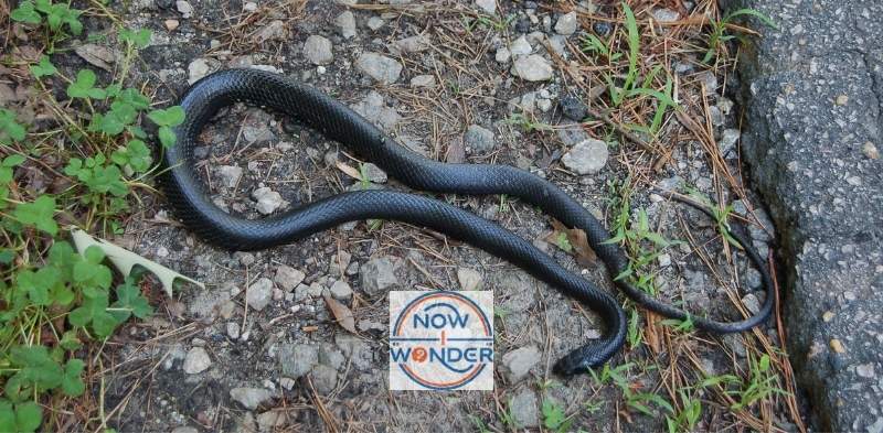 Black racer snake (Coluber constrictor).