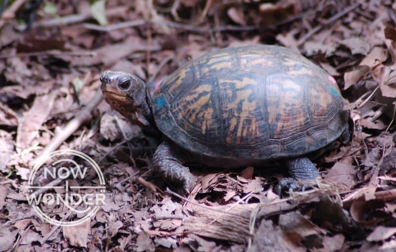 Rescued Eastern Box Turtle (Terrapene carolina) housed in Wildlife Nature Center Asheville NC