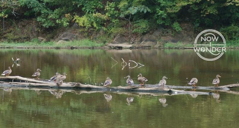 Ten female mallard ducks (Anas platyrhynchos) standing on a log in a lake.