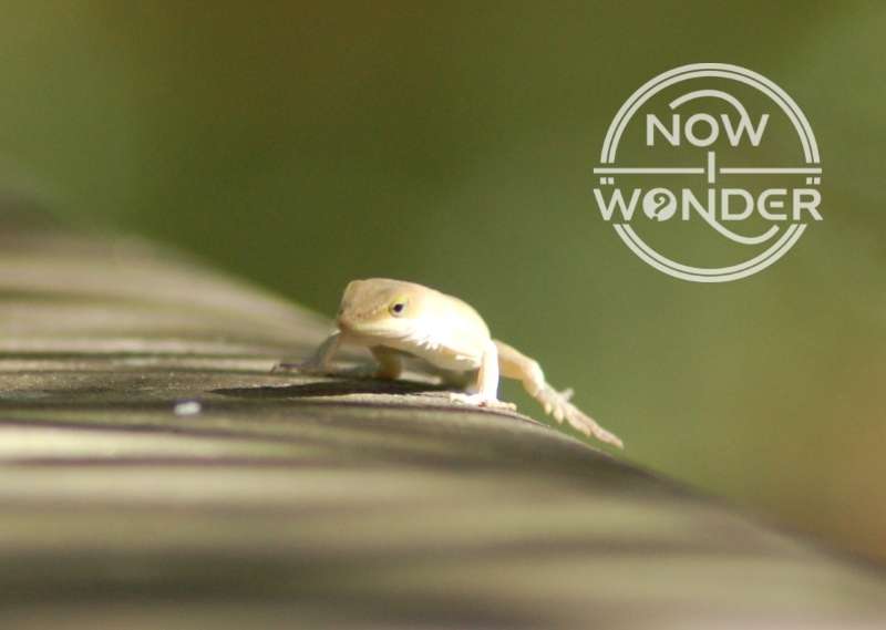 A tiny brown-phase Green Anole (Anolis carolinensis) basking in the sun on a metal bridge railing.