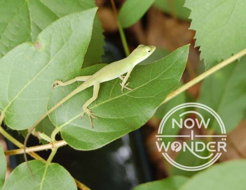 Bright green Green Anole (Anolis carolinensis) standing on bright green leaf.