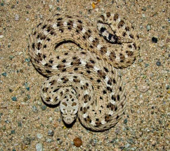 Sidewinder snake (Family Viperidae "pit viper family", Genus Crotalus) on sand from above. Snake is thick-bodied, colored tan with white stripe running length of body and dark brown spots, showing wedge-shaped head and tail rattle. Courtesy of Kevdog818.