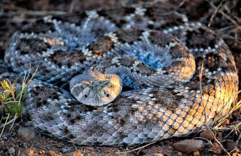 Close up of coiled Western Diamondback Rattlesnake (Family Viperidae, "pit viper family", Crotalus atrox). Courtesy of Lauren Koenig.