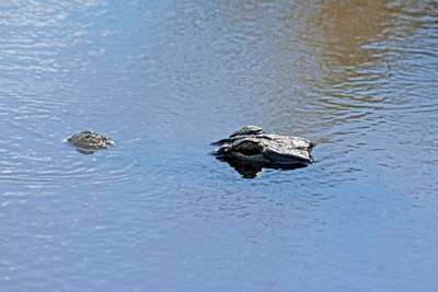 Warning: Alligators Can Swim Better Than You