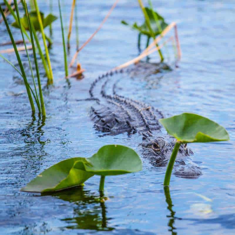 Alligator swimming through aquatic vegetation and showing sinuous tail undulating to drive the movement.