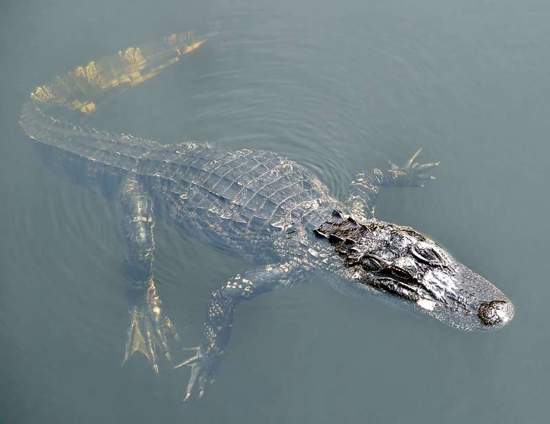 An alligator from above in clear water, showing the unwebbed fore feet, webbed hind feet, and long, flexible tail.