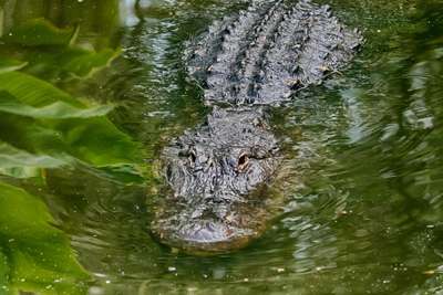 Can Alligators Breathe Underwater?