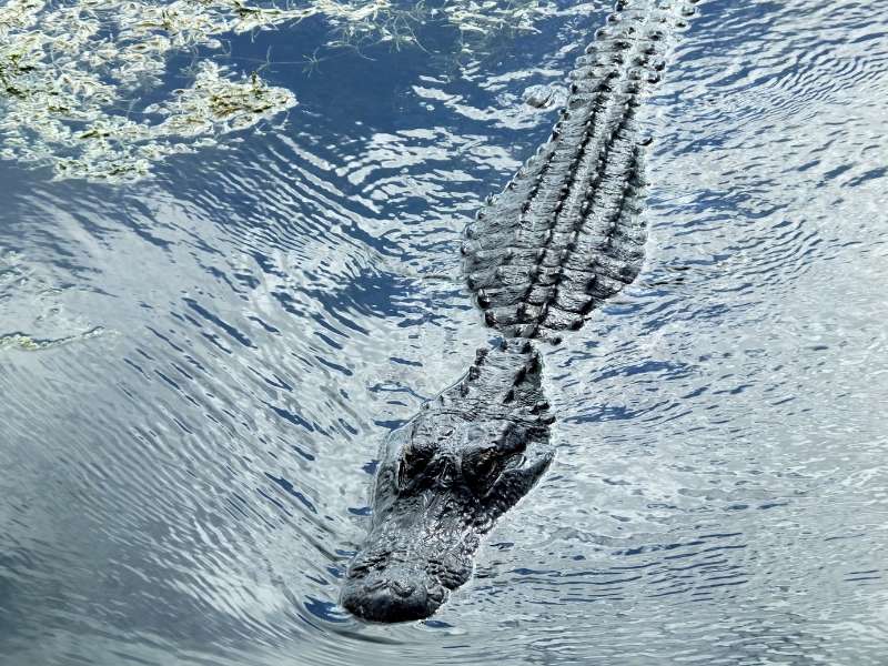 A slow-swimming alligator taken from above.