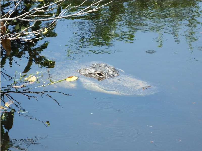 Alligator floating with only eyes and nostrils above water.