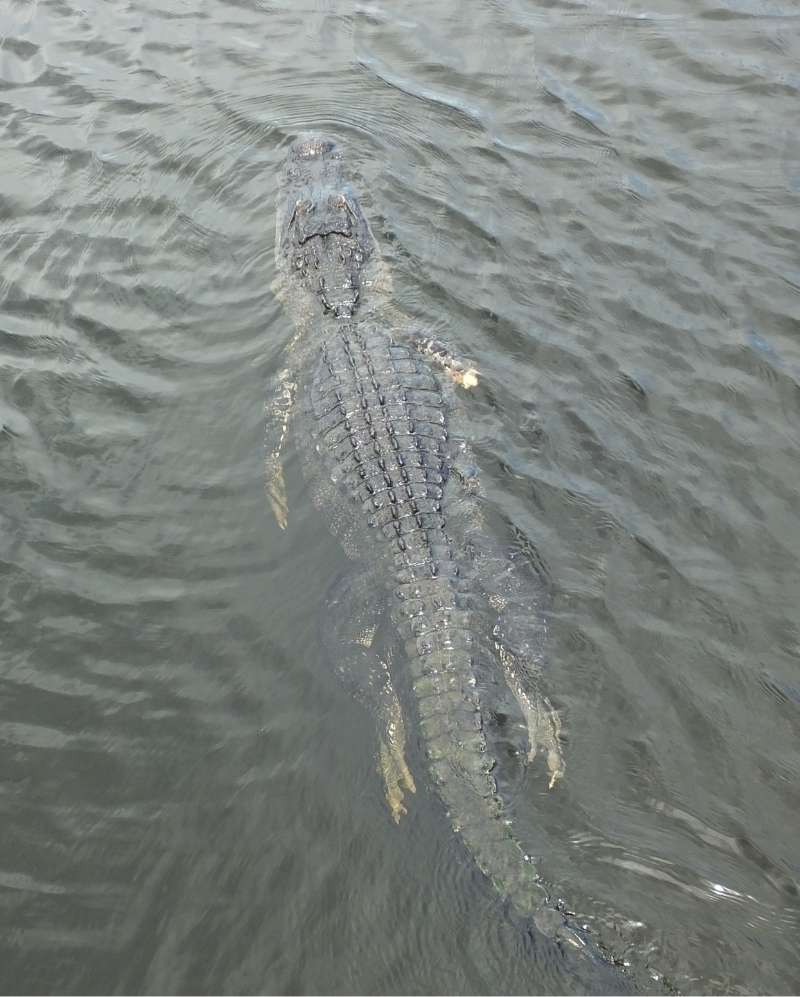An American alligator (Alligator mississippiensis) floating at the surface of the water, from behind and above.