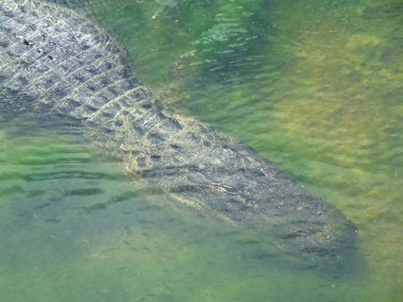 A completely submerged American alligator (Alligator mississippiensis).