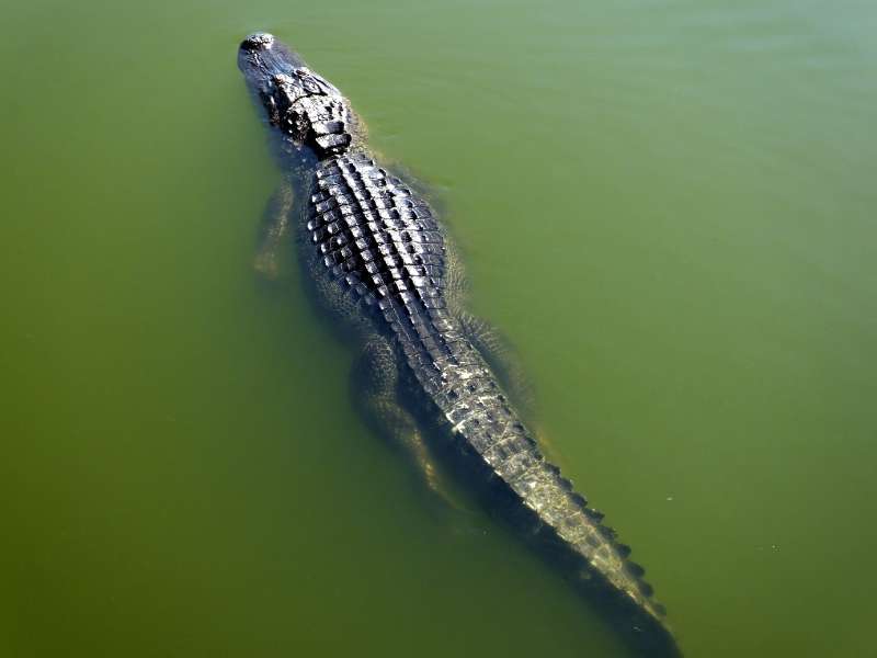 Alligator floating at rest on calm, green water. Taken from above and showing the four limbs, streamlined body, and long, muscular tail.