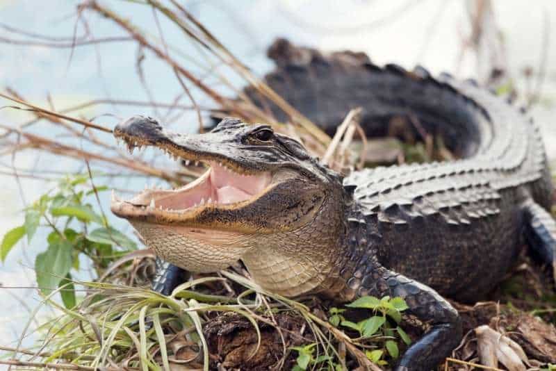 An American alligator (Alligator mississippiensis) basking with open mouth.
