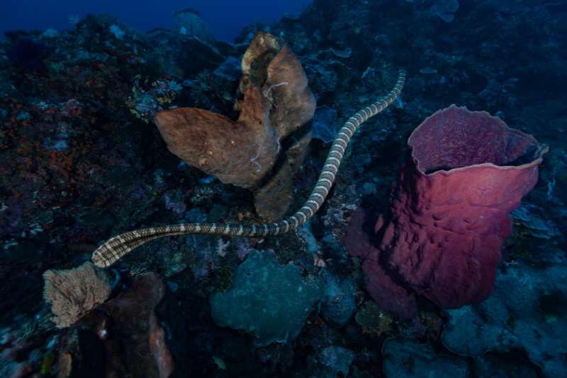 A black-banded sea krait (Laticauda semifasciata) from behind showing the flattened oar shaped tail which helps it swim.