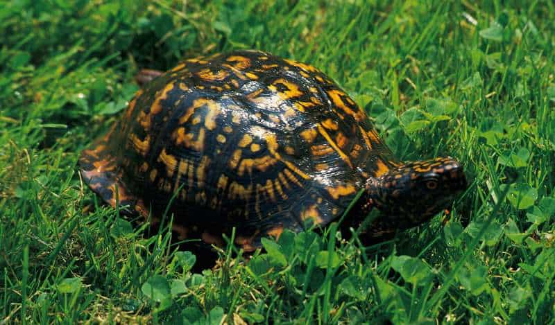 Terrestrial box turtle with high, domed, black and orange shell in grass.