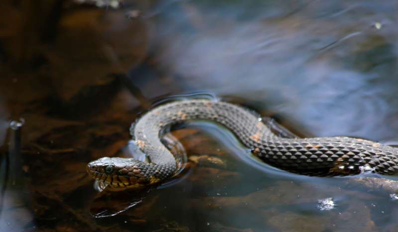 A broad-banded southern watersnake (Nerodia fasciatus) swimming through freshwater.