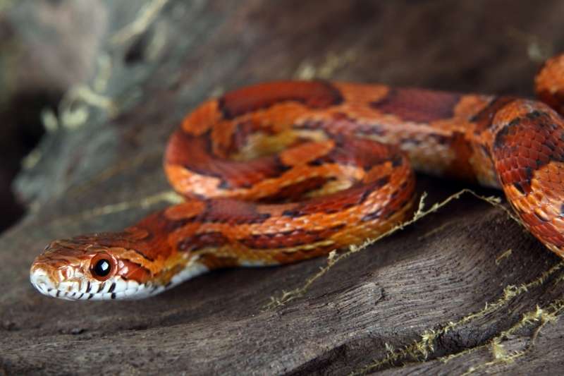 A red, orange, and brown corn snake (Elaphe guttata) on a log.