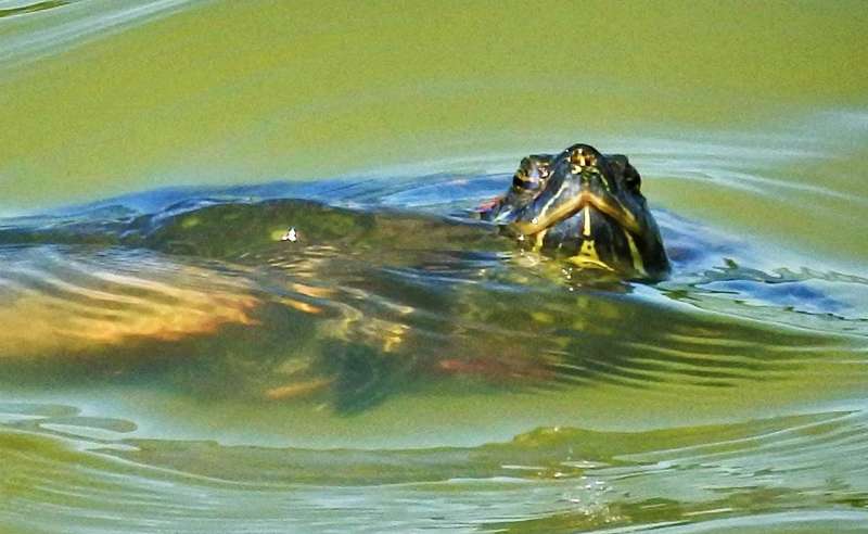 A close-up of a freshwater turtle (species unknown) swimming in pond, facing the camera.