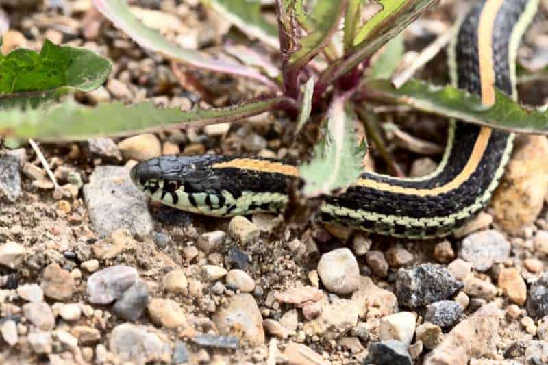An eastern garter snake (Thamnophis sirtalis): black with pale orange stripe down the length of its back, and pale greenish-yellow stripes down its sides.
