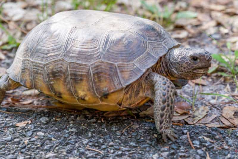 A terrestrial and rare gopher tortoise (Gopherus polyphemus) from the side, showing its large, hard, domed shell.