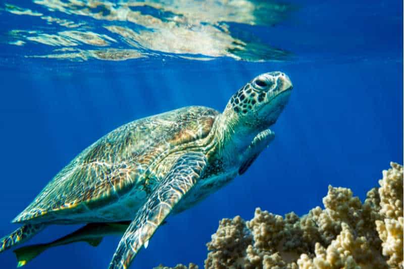 Loggerhead sea turtle (Caretta caretta) swimming over a coral reef in the Red Sea.