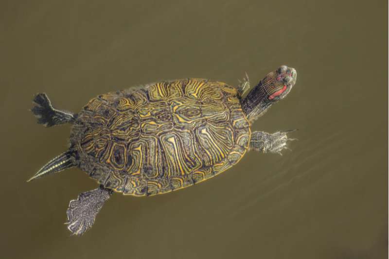 A freshwater turtle with an intricately patterned yellow and dark gray shell and red streaks along the sides of its head (possibly a pond slider; Chrysemys scripta) swimming in a pond from above.
