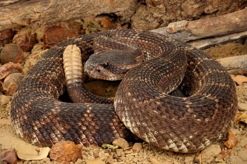 A coiled rattlesnake (unknown species).