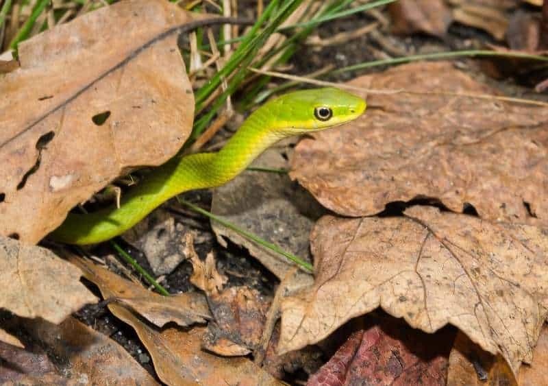 A rough green snake (Opheodrys aestivus) slithering out from under brown leaves.