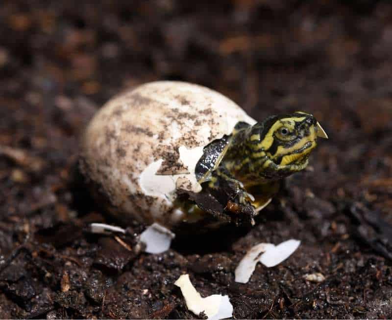 A black and yellow baby turtle (unknown species) hatching from its egg.